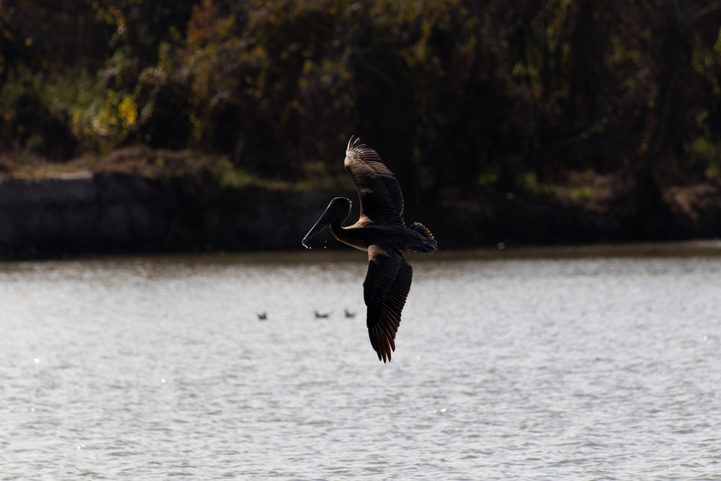 Eastern Brown Pelican hunting for food, King's Harbor, Kingwood, TX