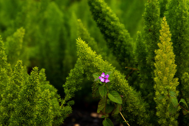 Simple flower amidst greenery