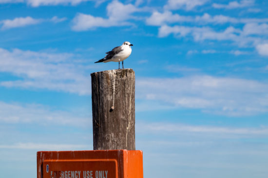 Sea bird sitting atop emergency phone in Galveston, TX