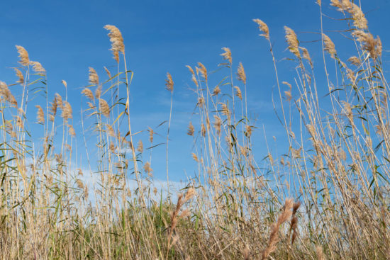 Reeds against the blue sky in Galveston, TX
