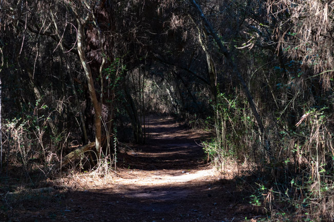 Path through the woods in Tomball, TX