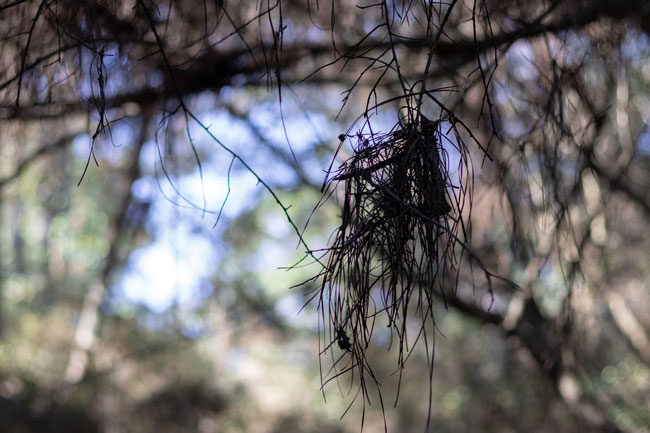 A fallen nest dangling from a tree