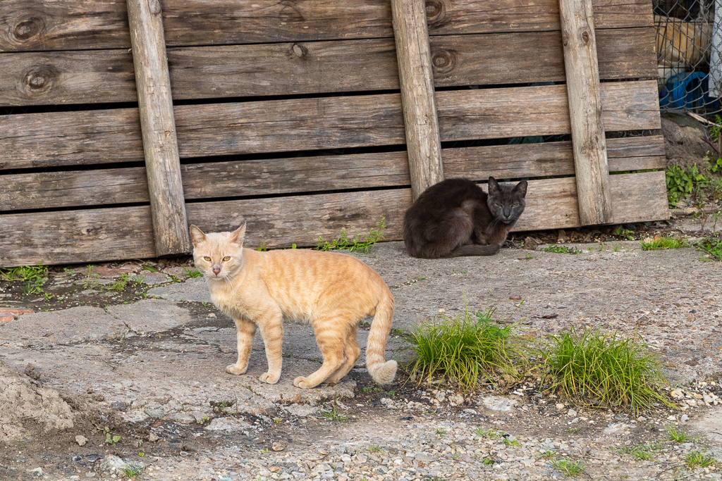 Two stray cats huddling near a home in the Fifth Ward section of Houston, TX.