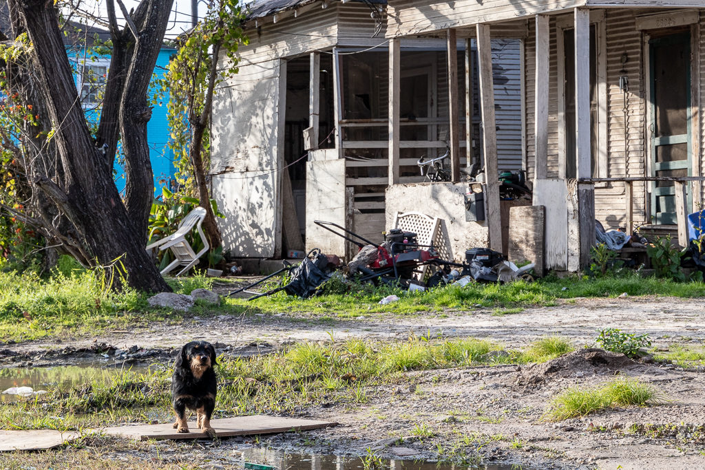 Small barking dog near a couple of ramshackled homes the Fifth Ward section of Houston, TX.