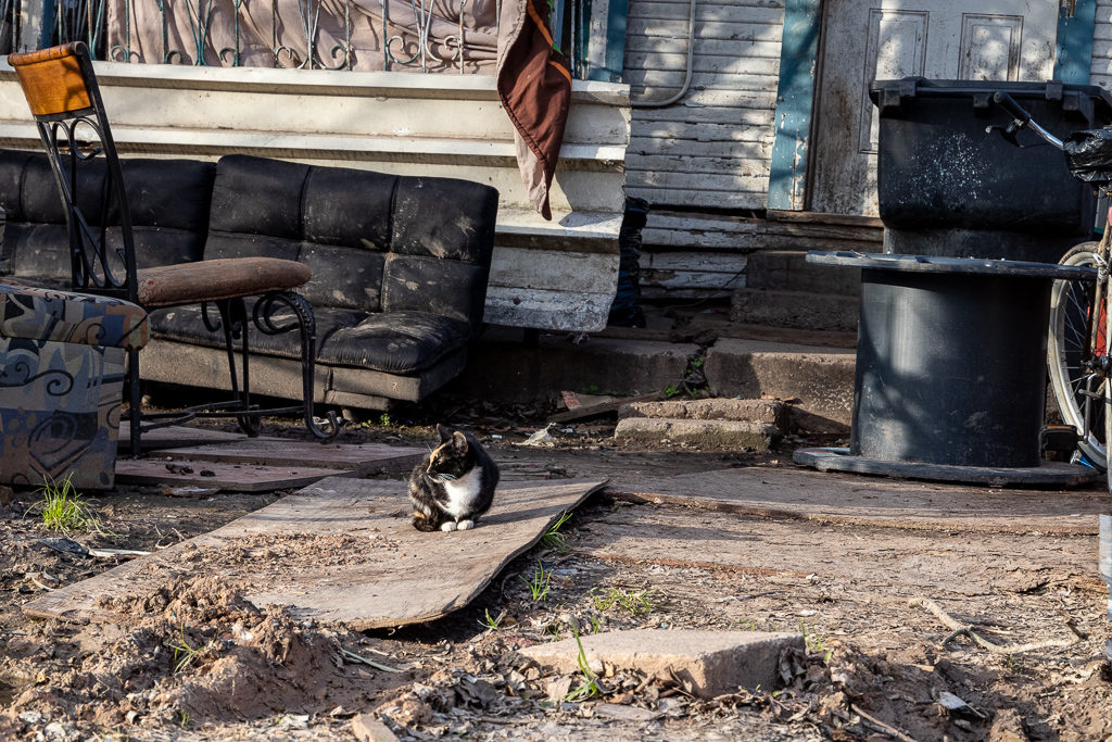 Stray cat in front of a derelict house the Fifth Ward section of Houston, TX.
