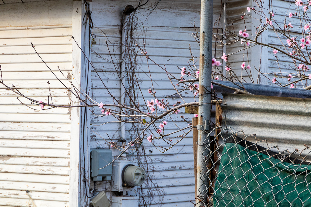 Blooming blossoms provide beauty and color amongst the decay of the Fifth Ward section of Houston, TX.