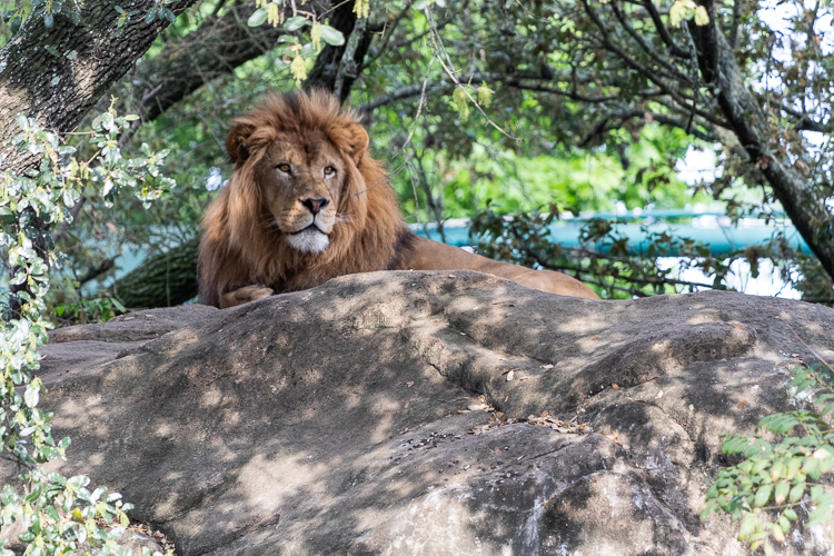 African lion at the Houston Zoo